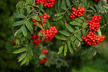 Close-up of bunch of ripe Rowan berries on a late summer evening in rural Estonia, Northern Europe