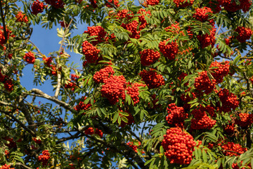Rowan tree branches full of ripe Rowan berries on a late summer evening in Estonia, Northern Europe	