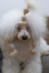 white poodle dog