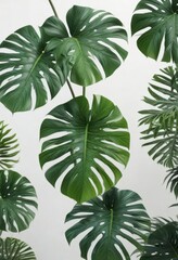 Delicate Monstera leaves with isolated foliage on white background,  leaf, monstera
