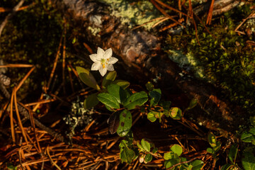Small Chickweed-wintergreen flowering in a forest during an early summer morning near Kuusamo, Northern Finland
