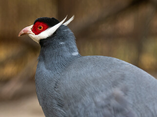 Blue-Eared Pheasant Resides In Zoo