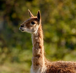 Vicuna Portrait On Blurred Background Captures An Enchanting Wildlife Moment