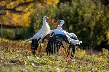 Two White Storks Are Conflicting In The Meadow