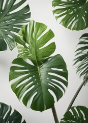 Large Monstera leaves with isolated on white background,  closeup, monstera leaf