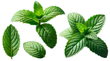 Mint leaves illustration isolated on white background