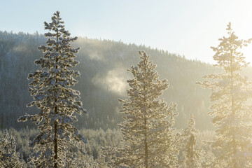 Frosty Pine trees and some snow crystals flying in air on a cold winter morning in Iivaara near Kuusamo, Northern Finland