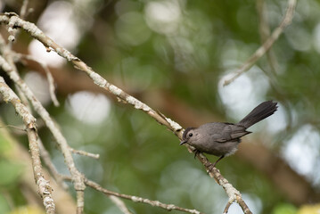 Gray Catbird