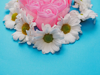 A heart made of six pink roses. The roses are surrounded by white daisies places on blue color simple background. Concept of love and affection. Abstract conceptual art.