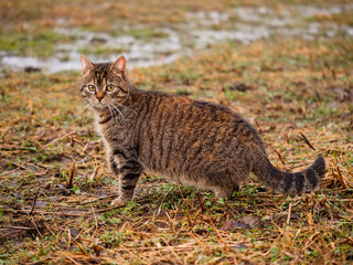 Cautious tabby cat on a brown color grass, water in the background. Winter season.