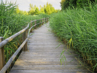A wooden boardwalk foot path runs along the edge of a lake. The water is calm and the sky is clear. Warm sunny day vibe. Green grass on a side. Park design and outdoor activity