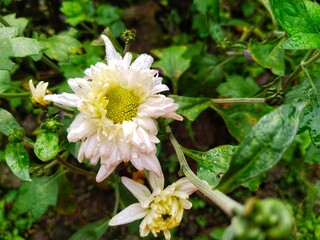 White chrysanthemums are blooming. Chrysanthemums grow abundantly in the yard. beautiful decorative flowers from chrysanthemums