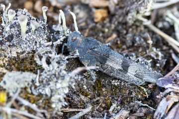 Closeup of a colorful Blue-winged grasshopper on a summer day in Estonia, Northern Europe