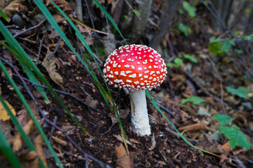 fly agaric mushroom
