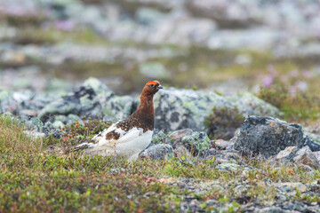Beautiful male Willow ptarmigan standing on rocky ground on a summer morning in Urho Kekkonen National Park, Northern Finland
