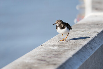 a stone bird on the railing of the pier on the coast