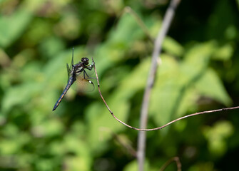 Spangled Skimmer