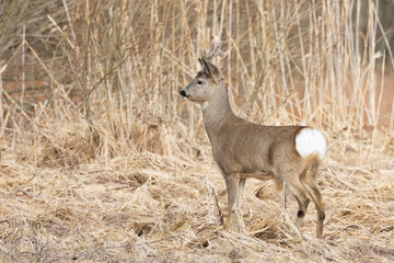 Male Roe deer with furry antlers standing on an old grass during a spring day in rural Estonia, Northern Europe