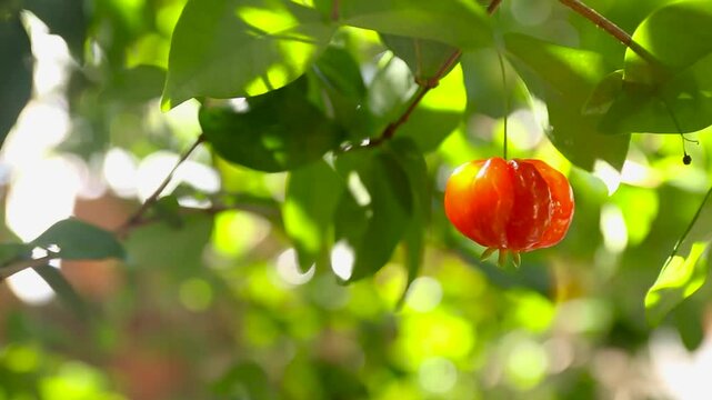 ripe pitanga fruit on the tree