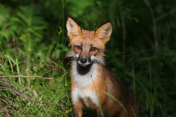 young red fox in nature during summer