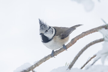 Small and curious European crested tit perched in a snowy forest in Estonia