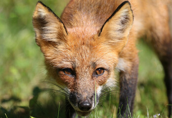 face of red fox in nature