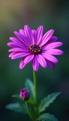 Obraz premium Intricate details of a gorgeous purple daisy in stunning high definition, flower, bloom, daisy