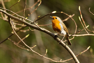 Colorful European robin perched and singing on a sunny spring day in an Estonian woodland, Northern Europe	