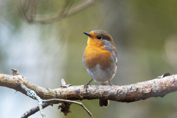 Colorful European robin perched on a sunny spring day in an Estonian woodland, Northern Europe	