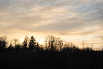 Obraz premium Sunset or dawn in a field with green grass, footpath and willows in the background. Early summer or spring. Landscape after rain with a light haze.