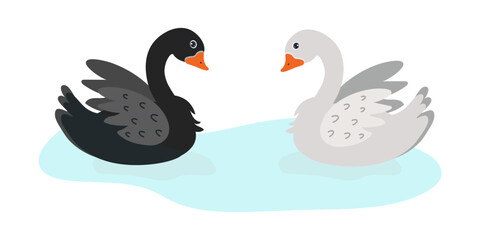 Black and white swans swimming together in a tranquil pond on a sunny day