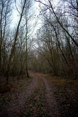 Dark road in the forest , mystery forest , grey and blue colors,fog in the woodlands, landscape photoshoot in the dark forest 