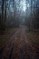 Fototapeta premium Dark road in the forest , mystery forest , grey and blue colors,fog in the woodlands, landscape photoshoot in the dark forest 