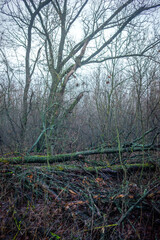 Obraz premium Mystery and misty weather in the forest , woodlands and trees , grey and blue colors , mystery forest , october and november weather . Beautiful landscape in the forest 