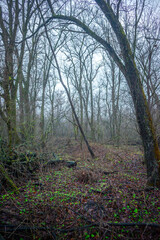 Mystery and misty weather in the forest , woodlands and trees , grey and blue colors , mystery forest , october and november weather . Beautiful landscape in the forest 