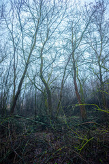 Obraz premium Mystery and misty weather in the forest , woodlands and trees , grey and blue colors , mystery forest , october and november weather . Beautiful landscape in the forest 