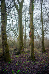 Mystery and misty weather in the forest , woodlands and trees , grey and blue colors , mystery forest , october and november weather . Beautiful landscape in the forest 