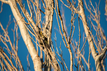 leafless branches of trees in autumn