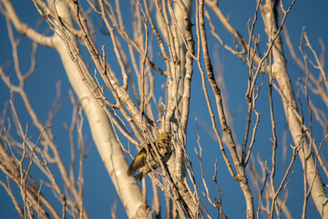 leafless branches of trees in autumn