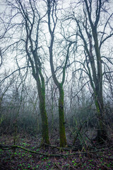 Mystery and misty weather in the forest , woodlands and trees , grey and blue colors , mystery forest , october and november weather . Beautiful landscape in the forest 