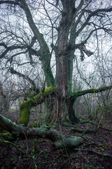 Fototapeta premium Mystery and misty weather in the forest , woodlands and trees , grey and blue colors , mystery forest , october and november weather . Beautiful landscape in the forest 