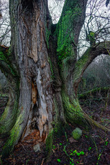 Mystery and misty weather in the forest , woodlands and trees , grey and blue colors , mystery forest , october and november weather . Beautiful landscape in the forest 