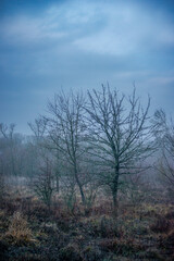 Mystery and misty weather in the forest , woodlands and trees , grey and blue colors , mystery forest , october and november weather . Beautiful landscape in the forest 