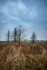 Mystery and misty weather in the forest , woodlands and trees , grey and blue colors , mystery forest , october and november weather . Beautiful landscape in the forest 