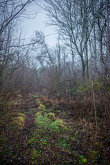 Mystery and misty weather in the forest , woodlands and trees , grey and blue colors , mystery forest , october and november weather . Beautiful landscape in the forest 