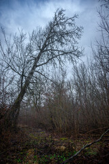 Mystery and dark forest at the morning , forest flora. Misty and rainy weather , cold and frozen weather ,grey and blue colors . Landcaspe photoshoot , mystical trees 