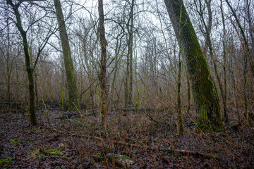 Mystery and dark forest at the morning , forest flora. Misty and rainy weather , cold and frozen weather ,grey and blue colors . Landcaspe photoshoot , mystical trees 