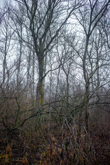 Mystery and dark forest at the morning , forest flora. Misty and rainy weather , cold and frozen weather ,grey and blue colors . Landcaspe photoshoot , mystical trees 