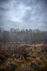 Mystery and dark forest at the morning , forest flora. Misty and rainy weather , cold and frozen weather ,grey and blue colors . Landcaspe photoshoot , mystical trees 