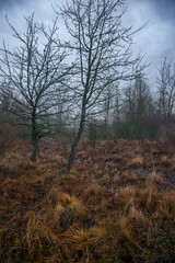 Mystery and dark forest at the morning , forest flora. Misty and rainy weather , cold and frozen weather ,grey and blue colors . Landcaspe photoshoot , mystical trees 
